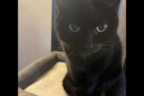 House sit in Stratford-upon-Avon, United Kingdom