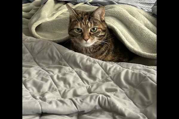 House sit in Columbus, OH, US