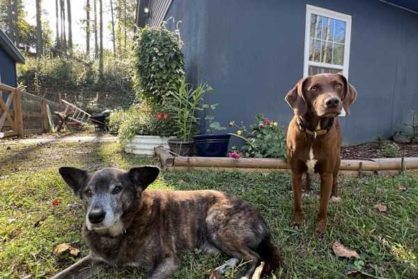 House sit in Asheville, NC, US
