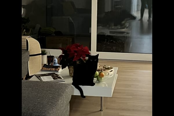 House sit in Wallisellen, Switzerland