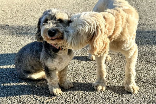 House sit in Chicago, IL, US