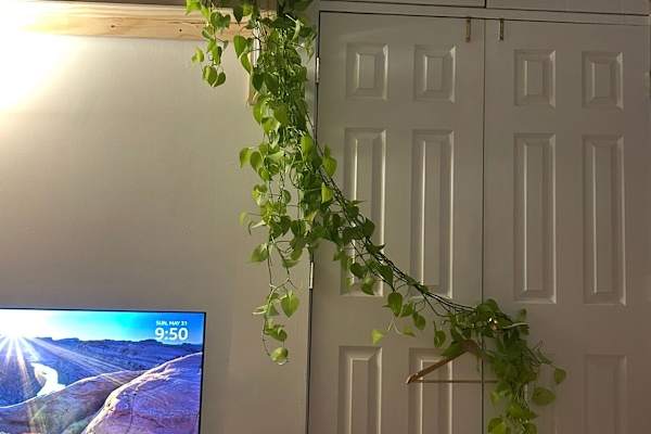 House sit in Brooklyn, NY, US