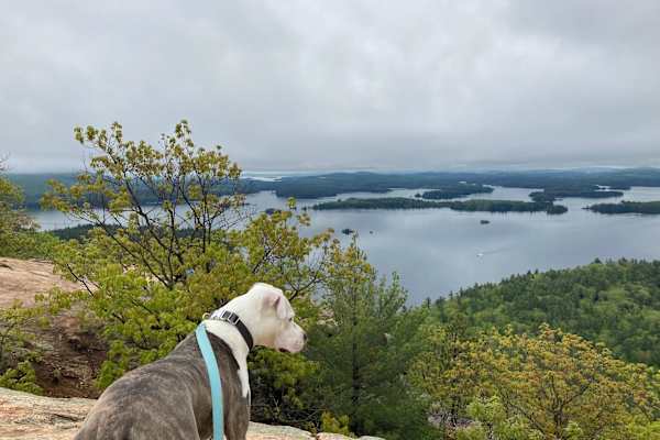 House sit in Center Sandwich, NH, US