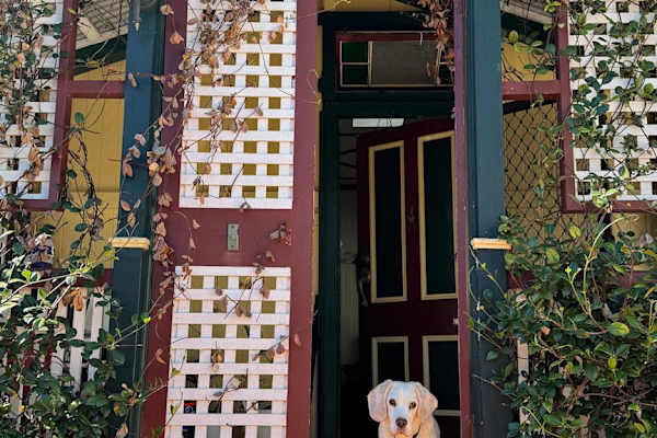 House sit in Brisbane, QLD, Australia