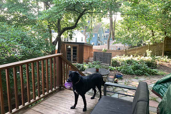 House sit in Arlington, MA, US
