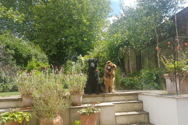 House sit in Windsor, United Kingdom