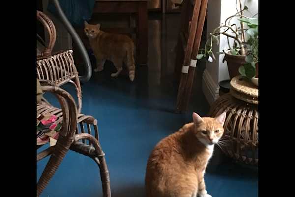 House sit in London, United Kingdom