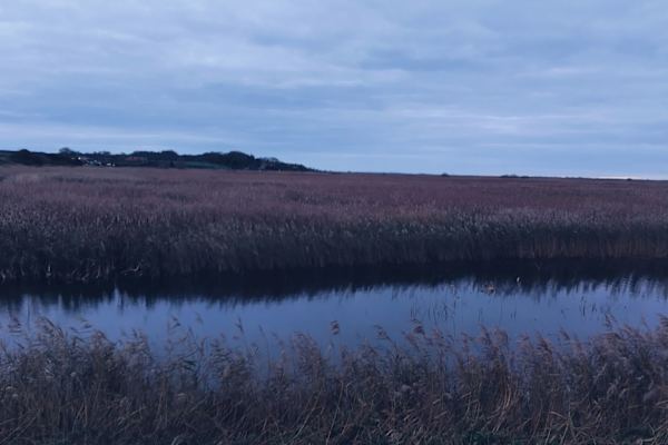 House sit in Norwich, United Kingdom