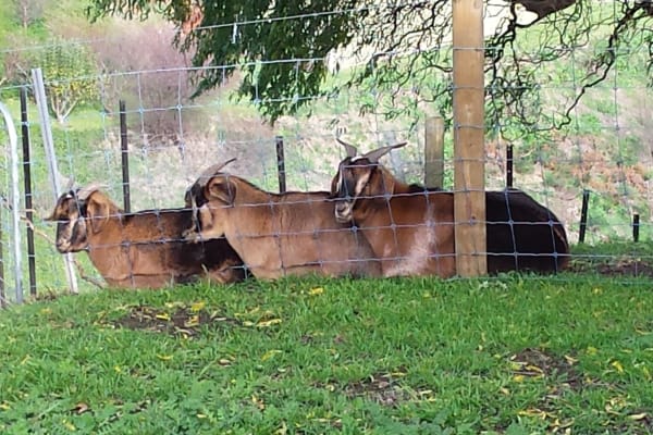 House sit in Poowong, VIC, Australia