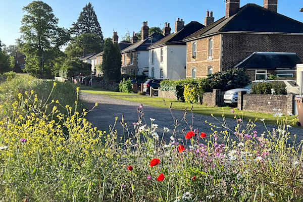 House sit in Guildford, United Kingdom