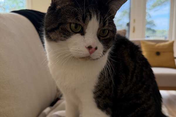 House sit in Ottawa, ON, Canada