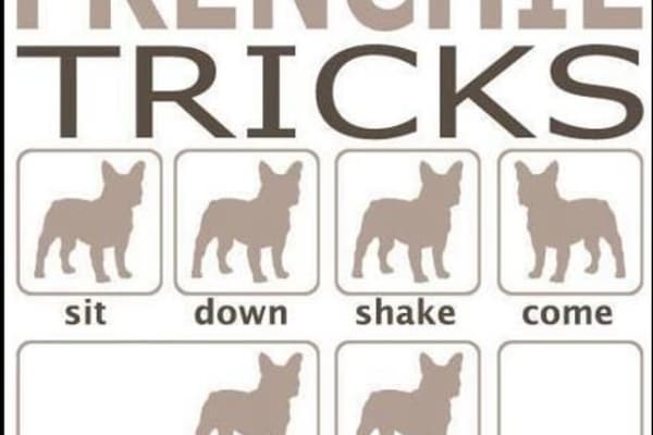 House sit in Brisbane, QLD, Australia