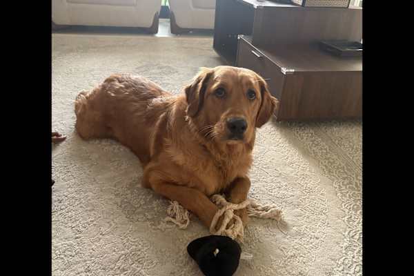 House sit in Dubai, United Arab Emirates