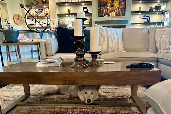 House sit in Palm Springs, CA, US