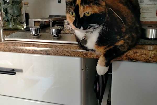 House sit in Malmsbury, VIC, Australia