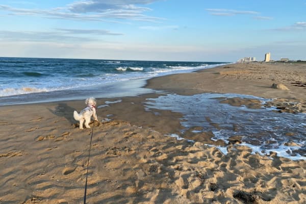 House sit in Virginia Beach, VA, US