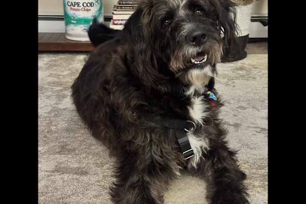 House sit in Pocasset, MA, US