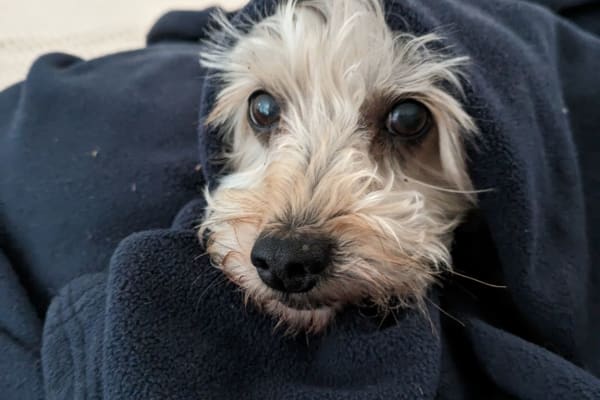 House sit in Cumbayá, Ecuador