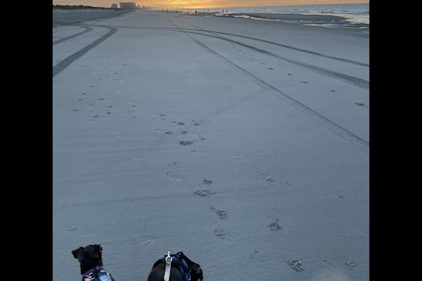 House sit in Myrtle Beach, SC, US