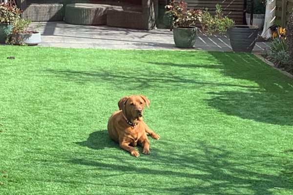 House sit in Wandsworth, United Kingdom