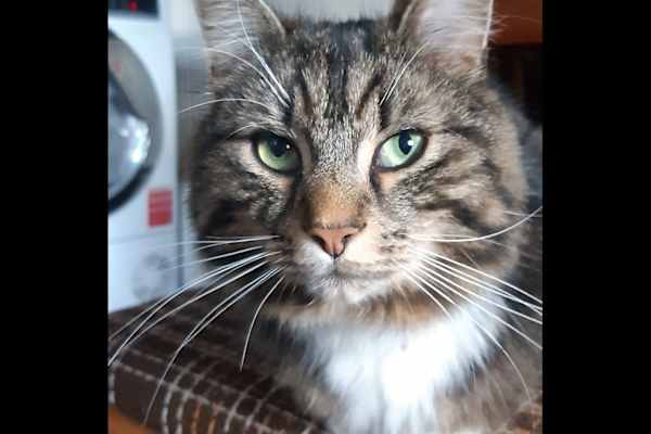 House sit in Manchester, United Kingdom
