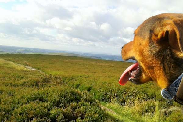 House sit in Saltaire, United Kingdom