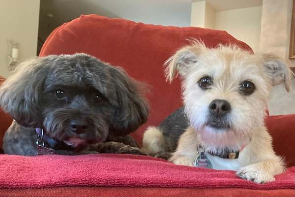 House sit in San Marcos, TX, US