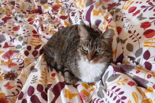 House sit in Notting Hill Gate, United Kingdom