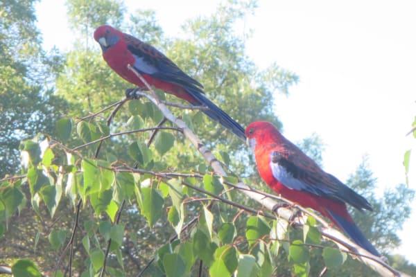 House sit in Canberra, Australian Capital Territory, Australia