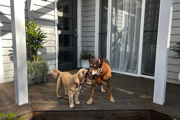 House sit in Avalon, NSW, Australia