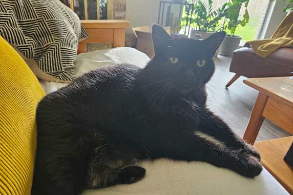 House sit in Houston, TX, US