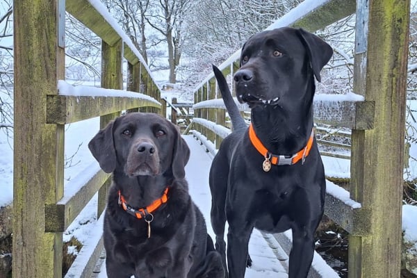 House sit in Saint Johns Chapel, United Kingdom