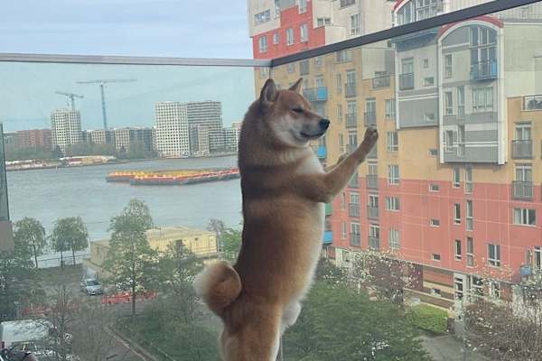 House sit in London, United Kingdom