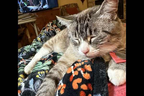 House sit in Sublimity, OR, US