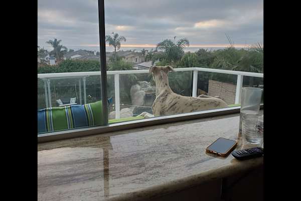 House sit in Carlsbad, CA, US