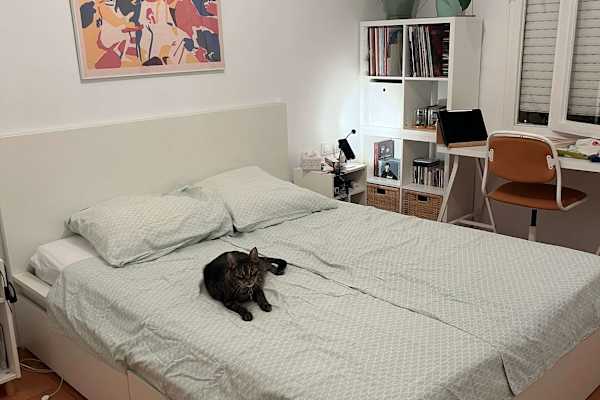 House sit in Barcelona, Spain