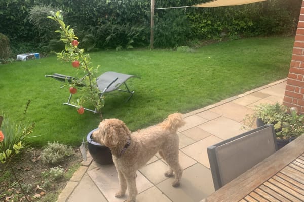 House sit in Dedham, United Kingdom