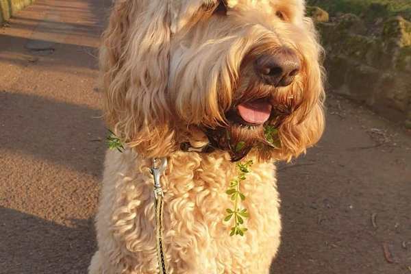 House sit in Newcastle upon Tyne, United Kingdom