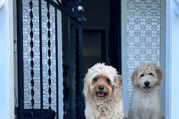 House sit in Rockhampton, QLD, Australia