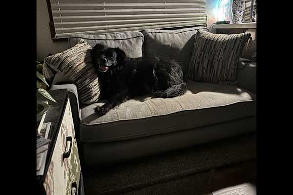 House sit in Magnolia, TX, US