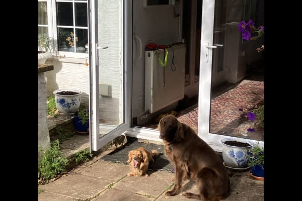House sit in Williton, United Kingdom