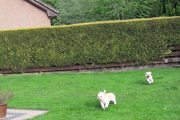 House sit in Inverness, United Kingdom