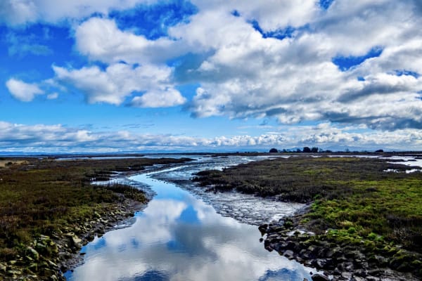 House sit in Novato, CA, US