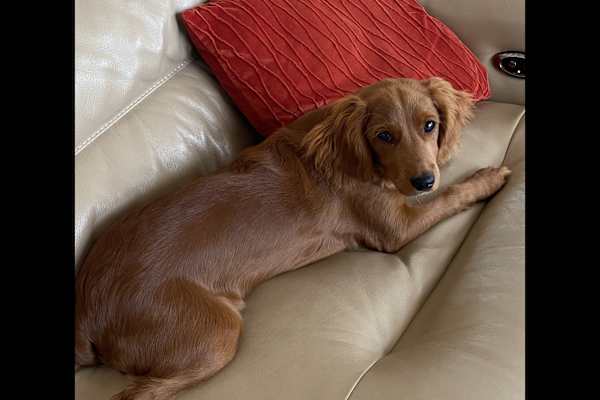 House sit in Tauranga, New Zealand