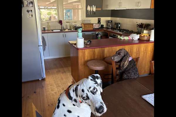 House sit in Ballarat, VIC, Australia