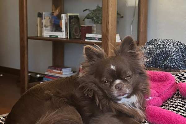House sit in San Luis Obispo, CA, US