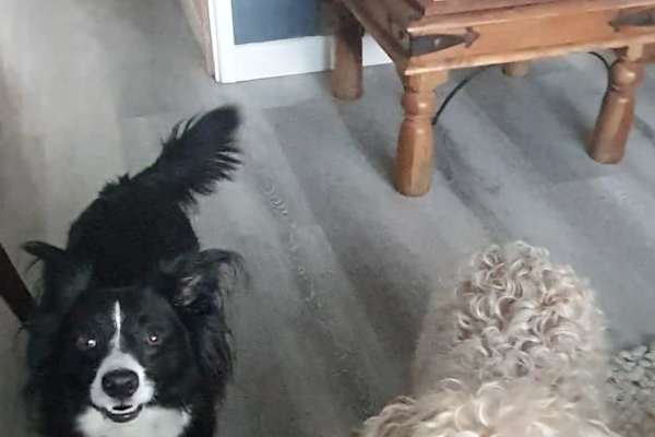 House sit in Welwyn, United Kingdom