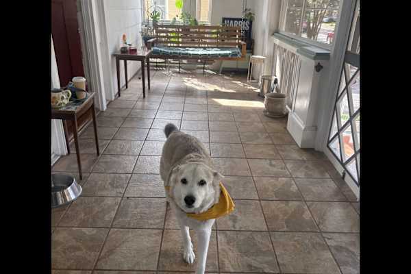 House sit in New Orleans, LA, US