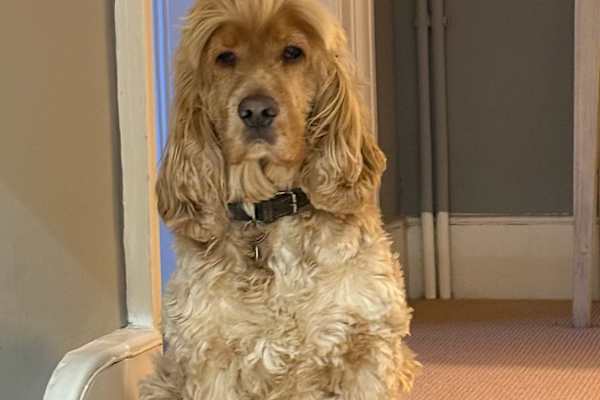 House sit in Bembridge, United Kingdom