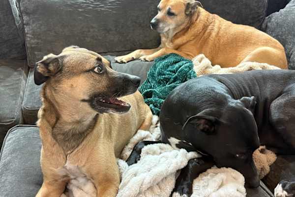 House sit in Davenport, FL, US